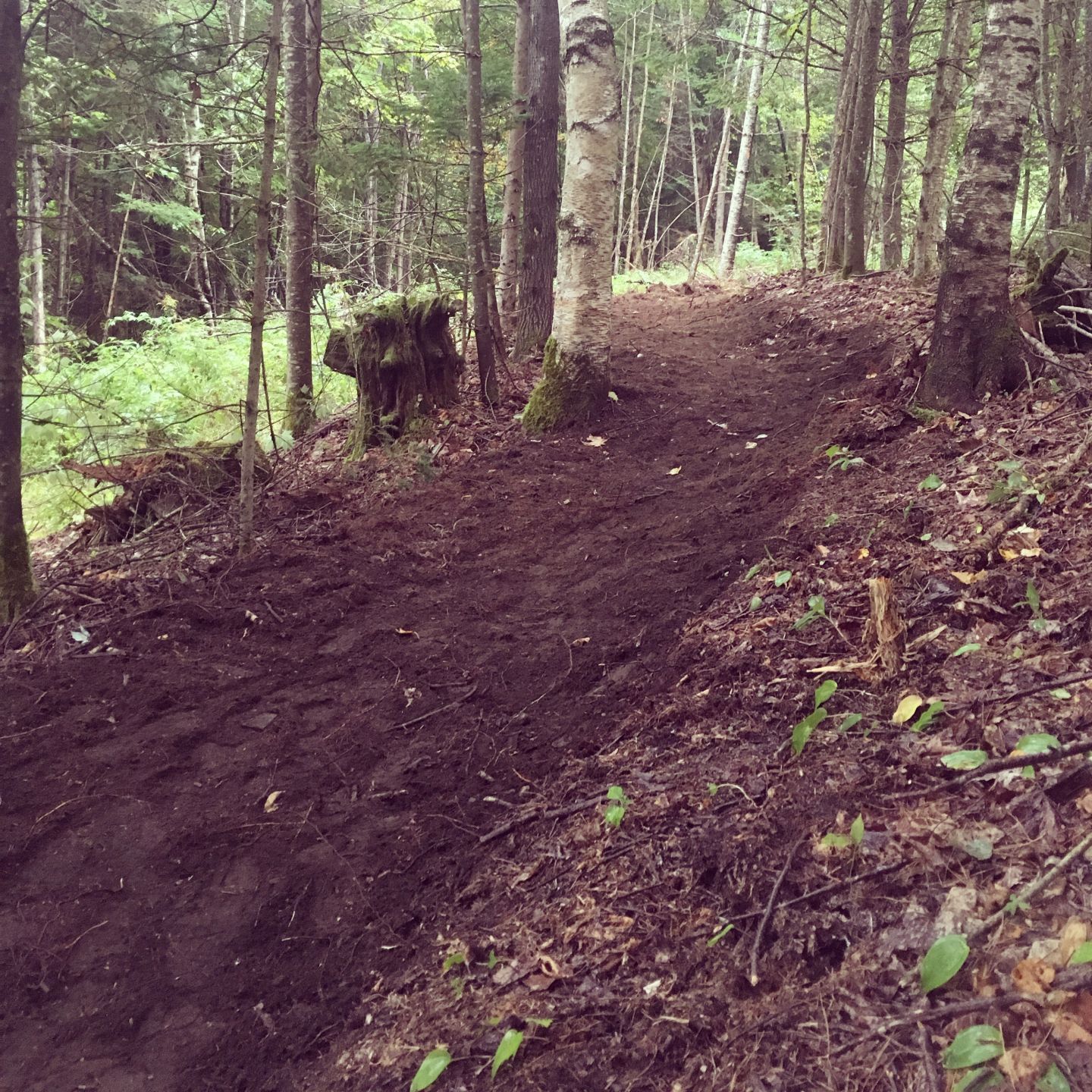 New Trails.JPG